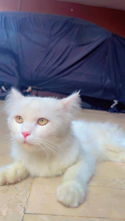 Persian Pure Turkish Cat for sale home pet