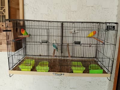 Birds for sale with Cage