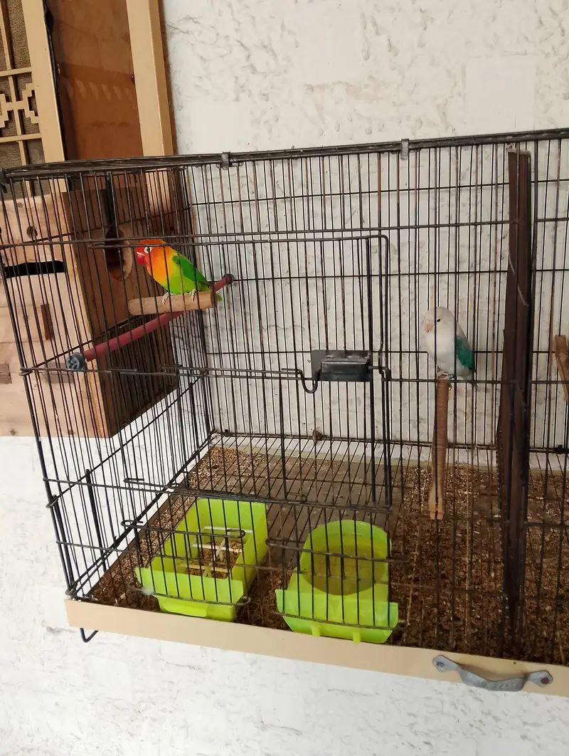 Birds for sale with Cage — photo 2