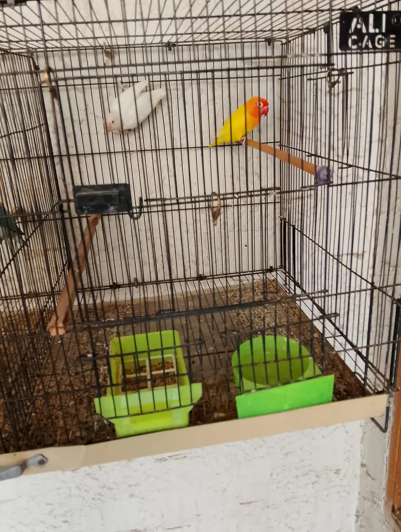 Birds for sale with Cage — photo 3