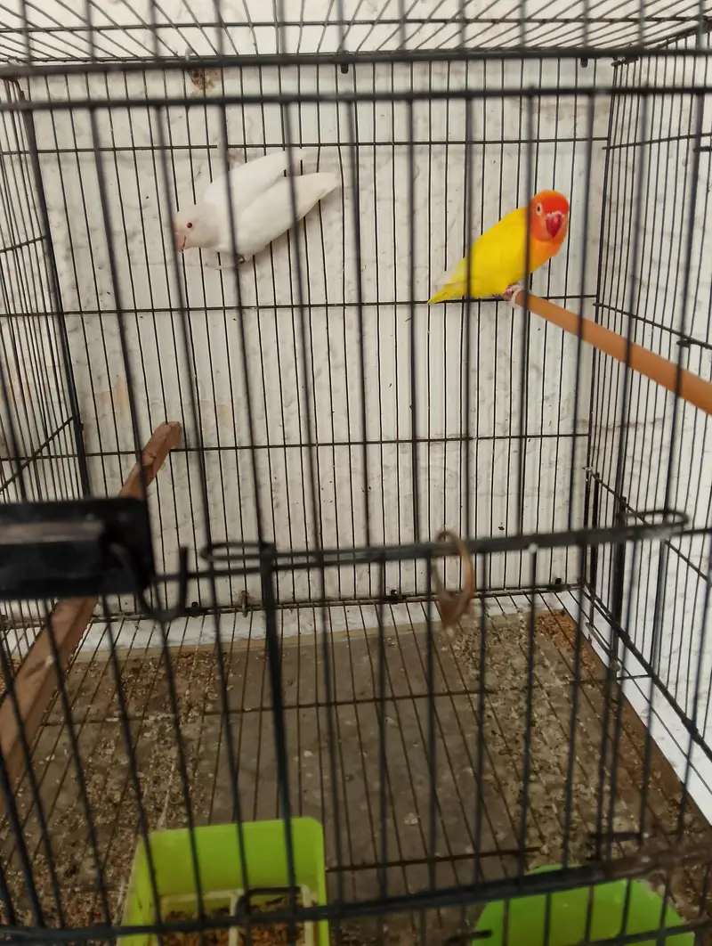 Birds for sale with Cage — photo 4