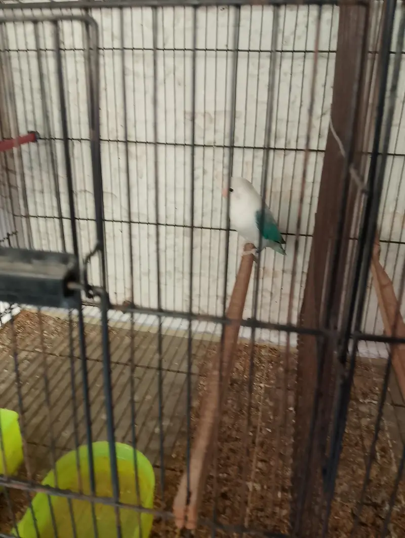 Birds for sale with Cage — photo 5