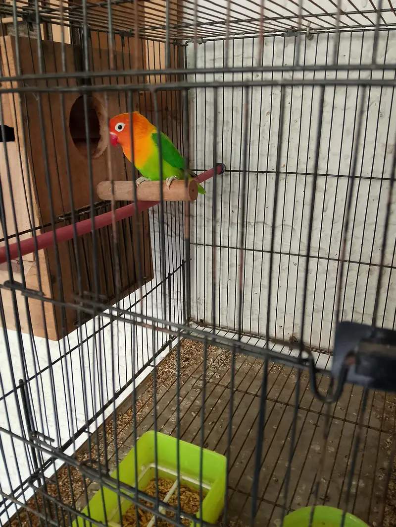 Birds for sale with Cage — photo 6