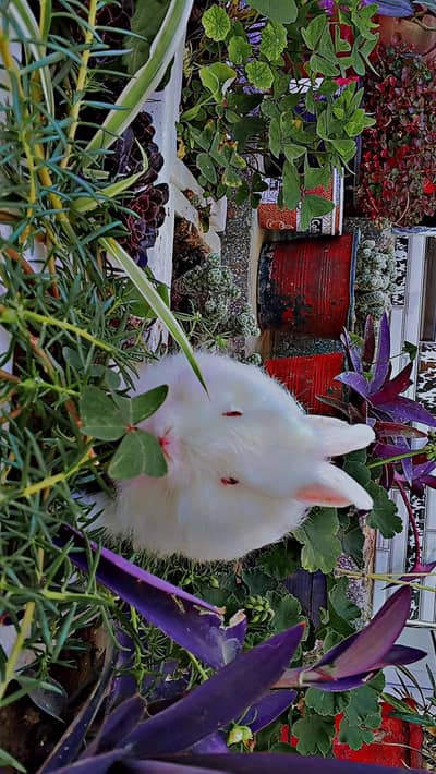 white Angora rabbits