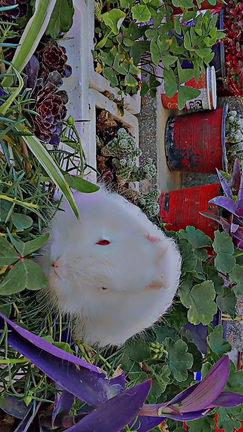 white Angora rabbits — photo 2