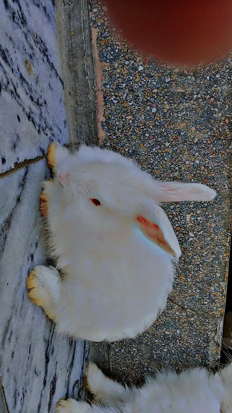white Angora rabbits — photo 3