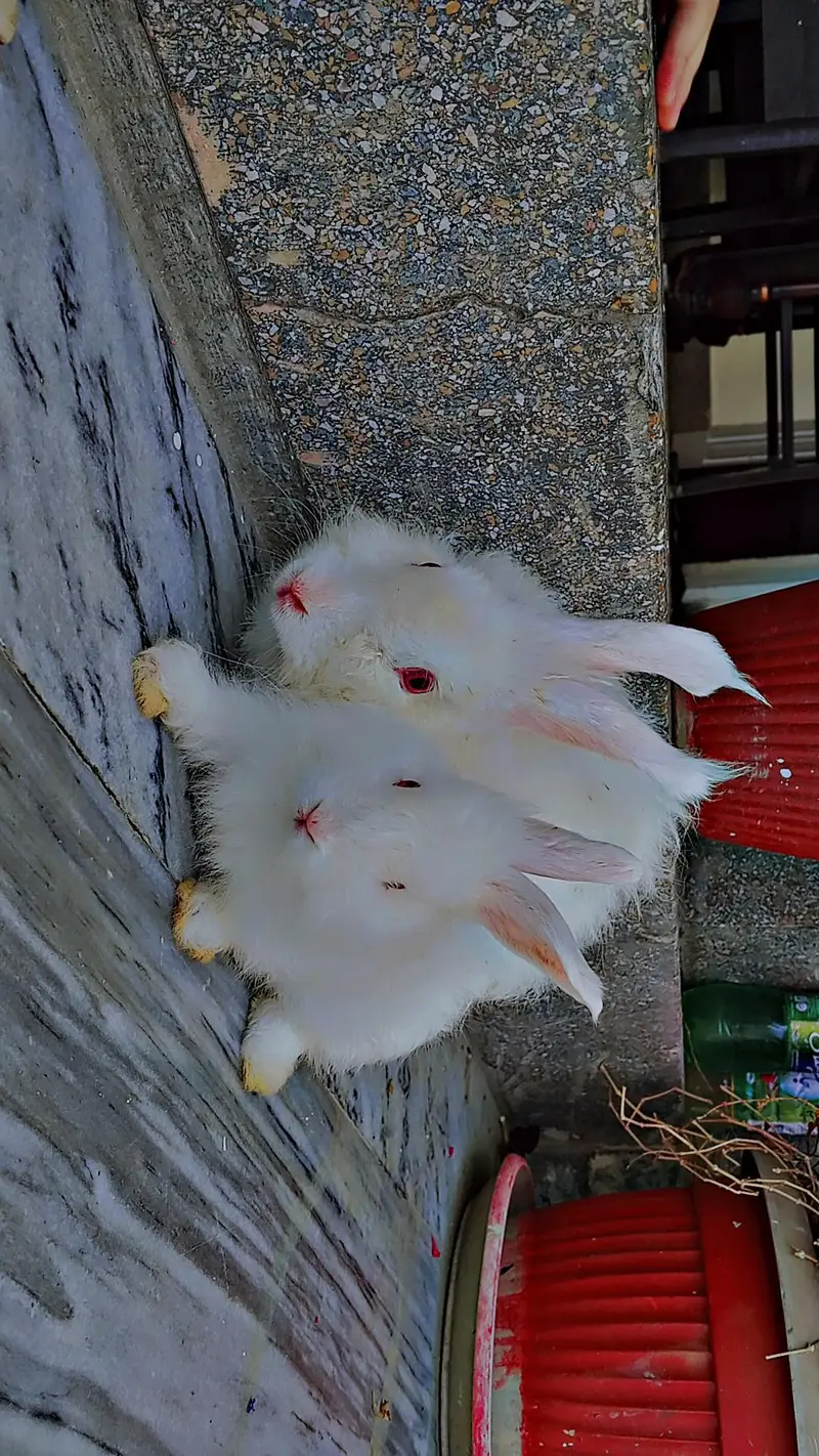 white Angora rabbits — photo 4