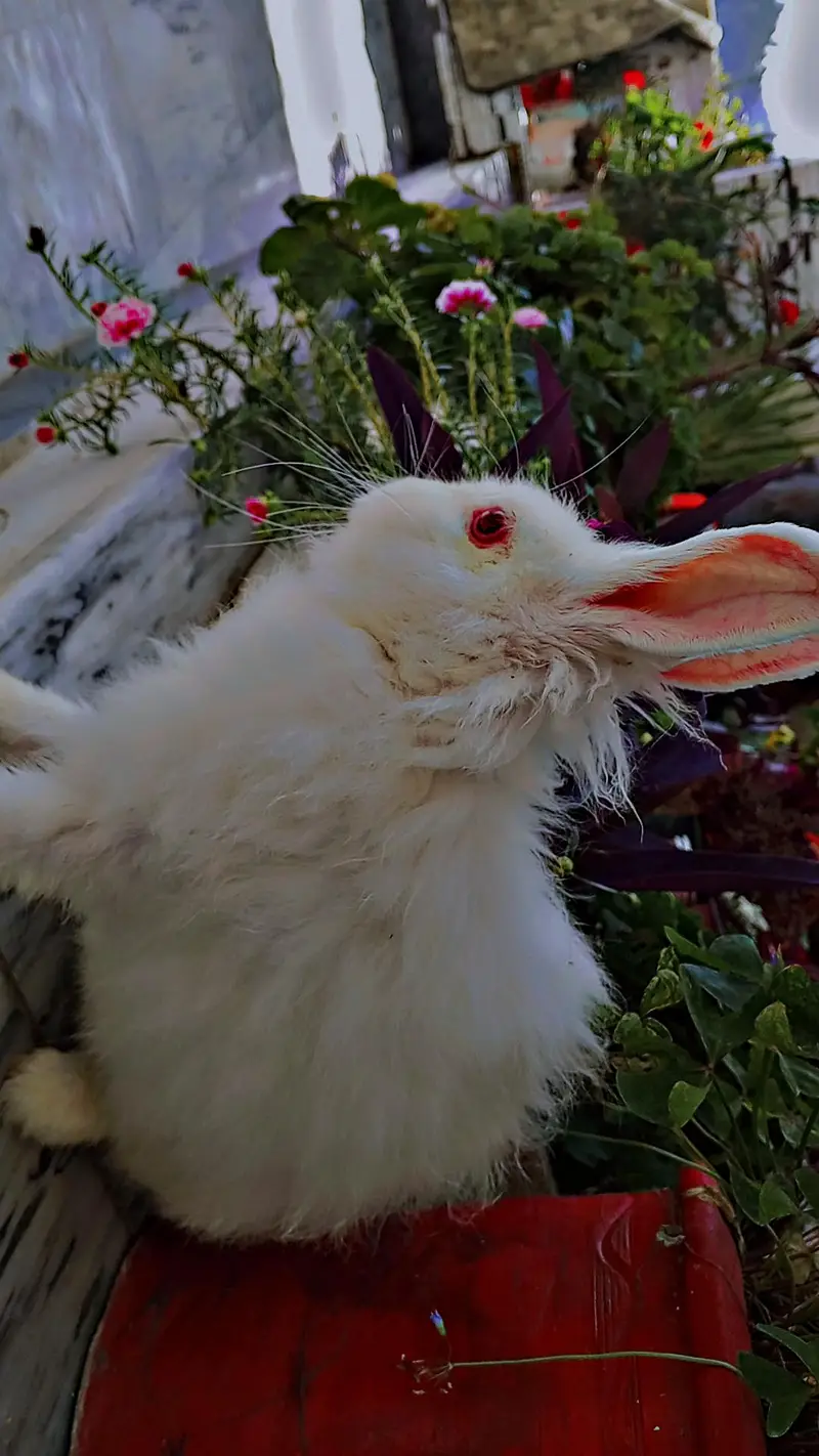 white Angora rabbits — photo 5