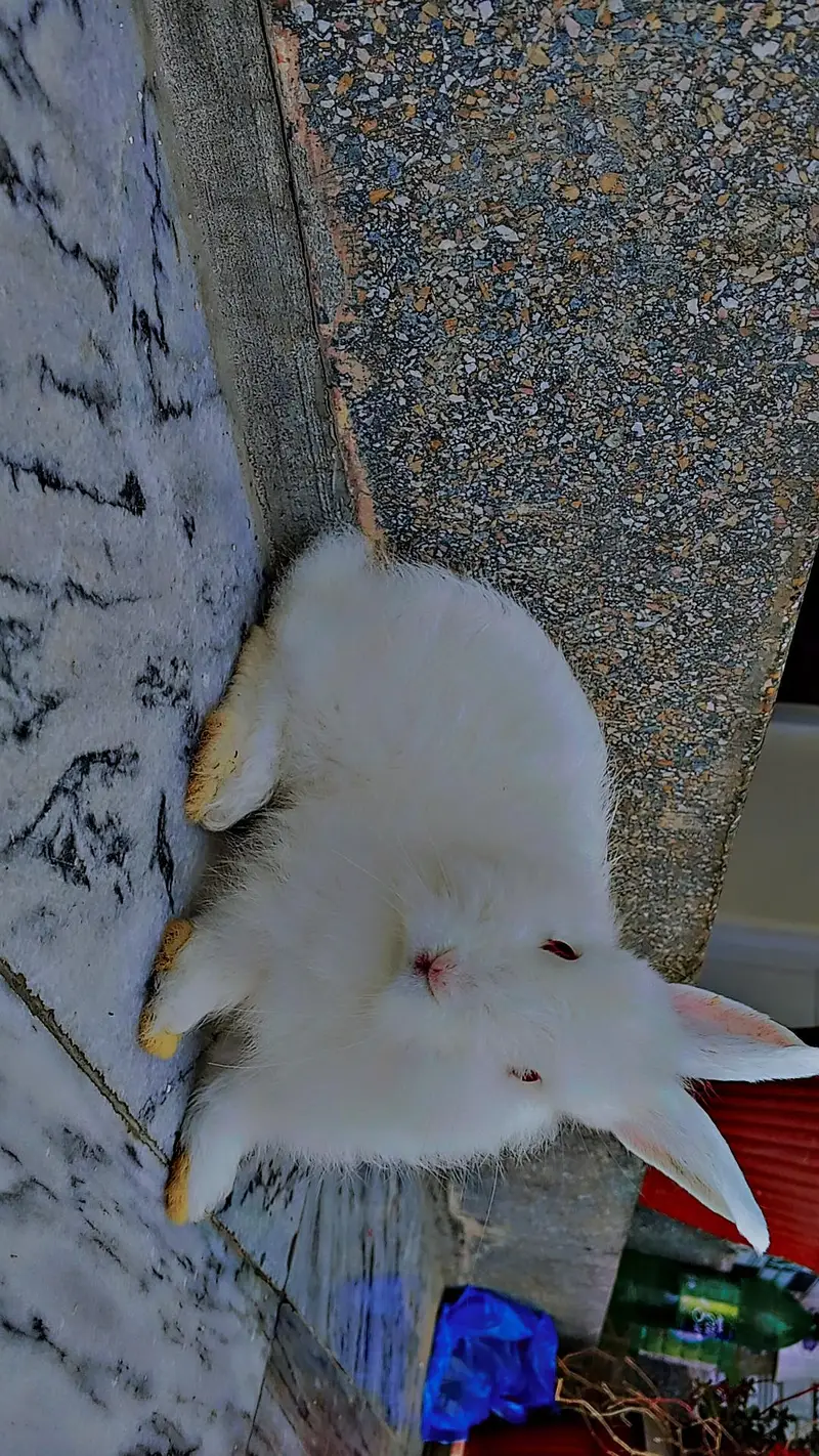 white Angora rabbits — photo 6