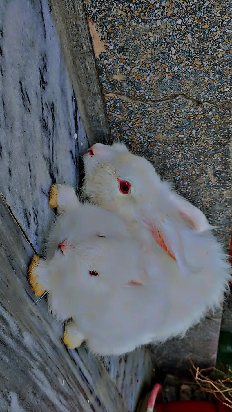 white Angora rabbits — photo 7