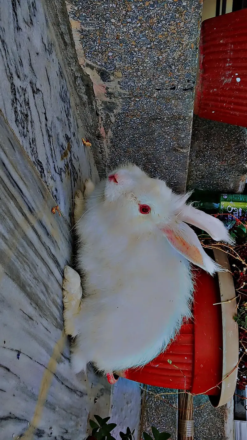 white Angora rabbits — photo 8