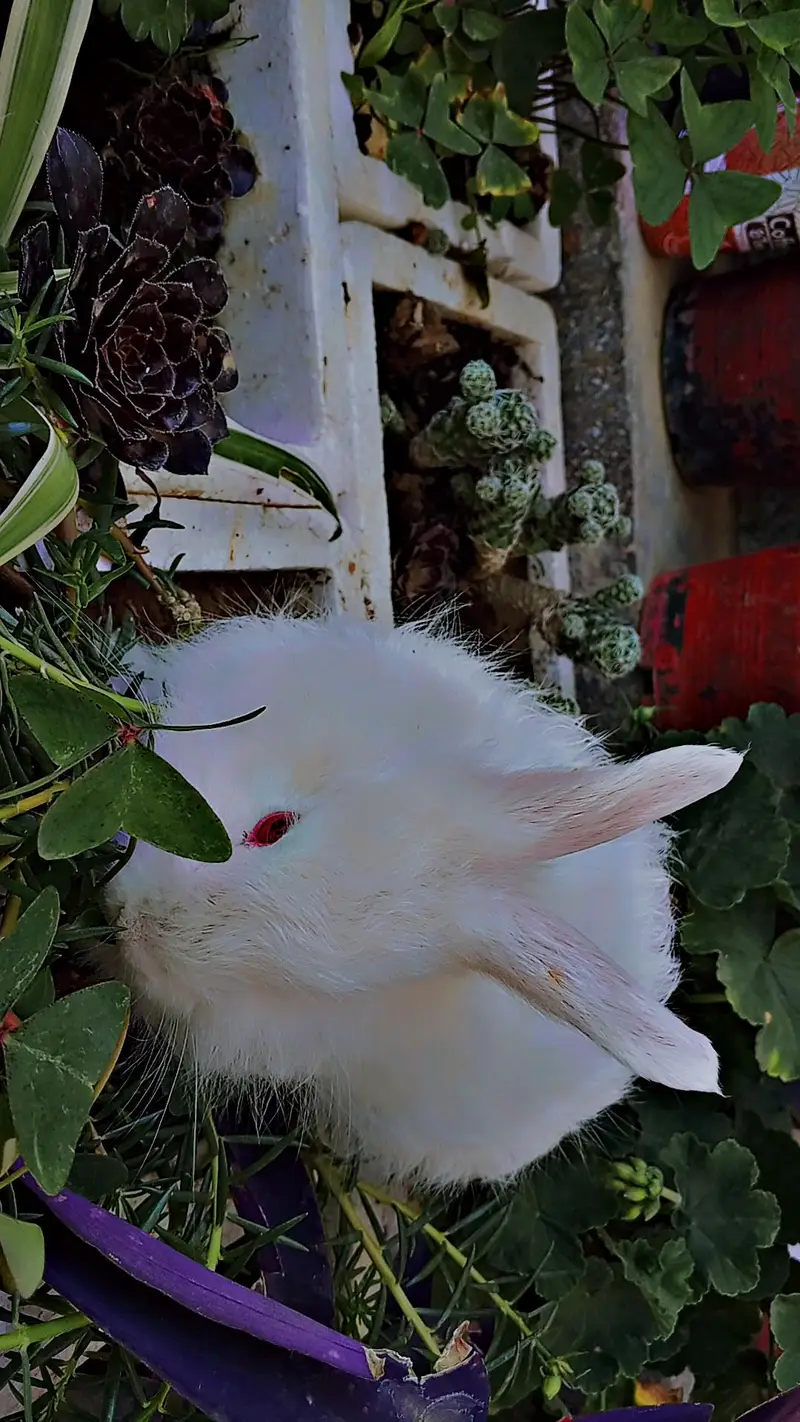 white Angora rabbits — photo 9