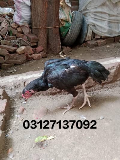 Aseel hen for sale 03127137092 Whatsapp number