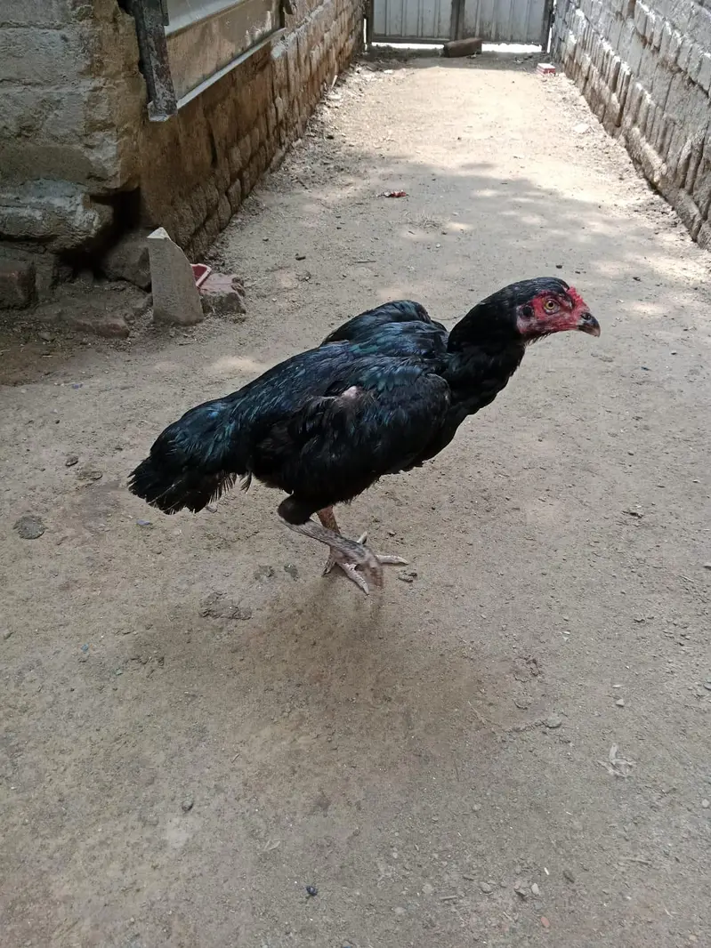 Aseel hen for sale 03127137092 Whatsapp number — photo 2