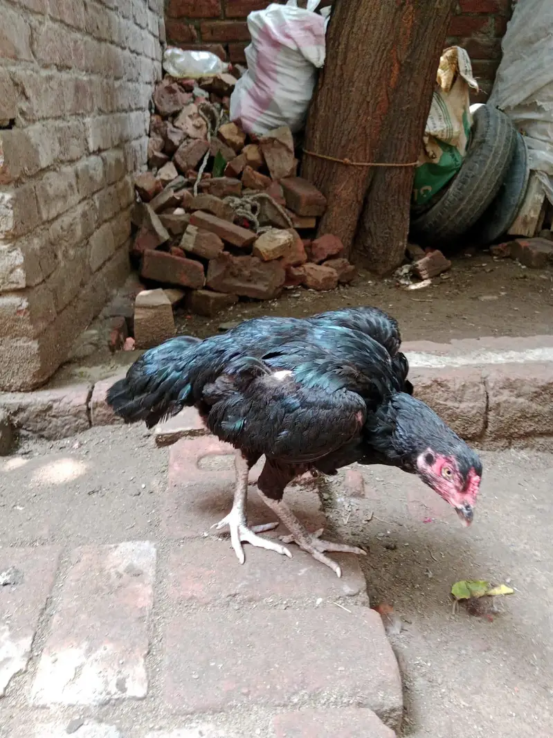 Aseel hen for sale 03127137092 Whatsapp number — photo 3