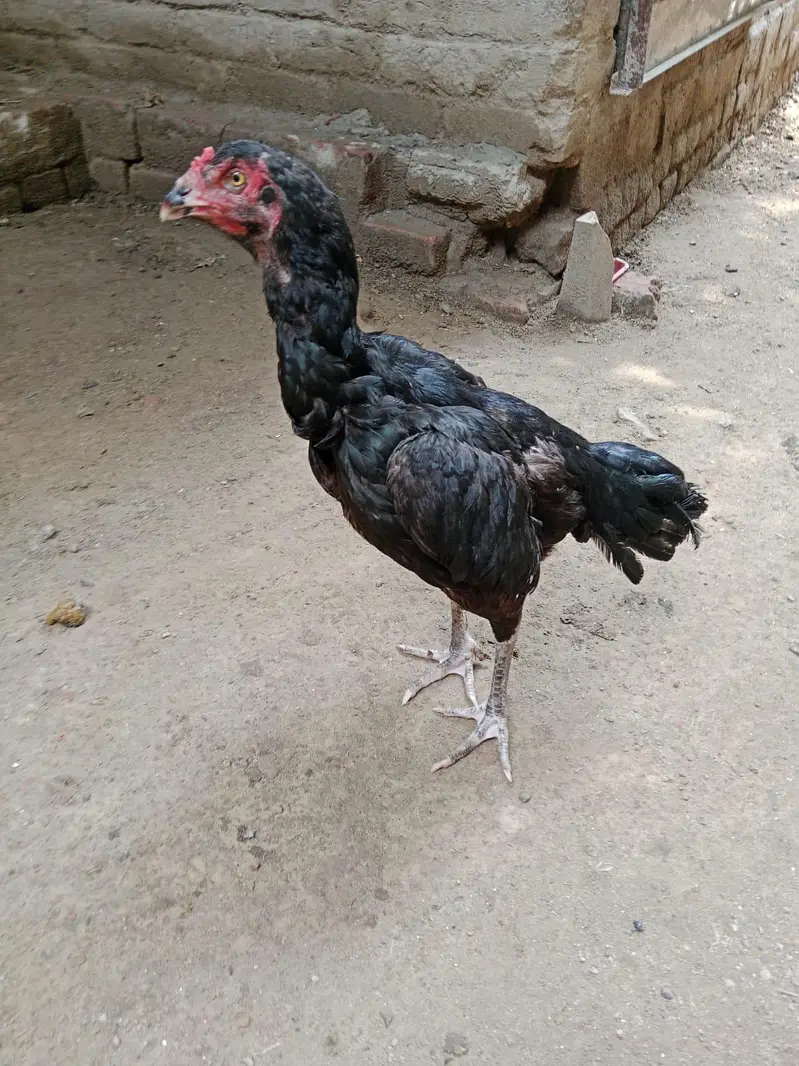 Aseel hen for sale 03127137092 Whatsapp number — photo 4
