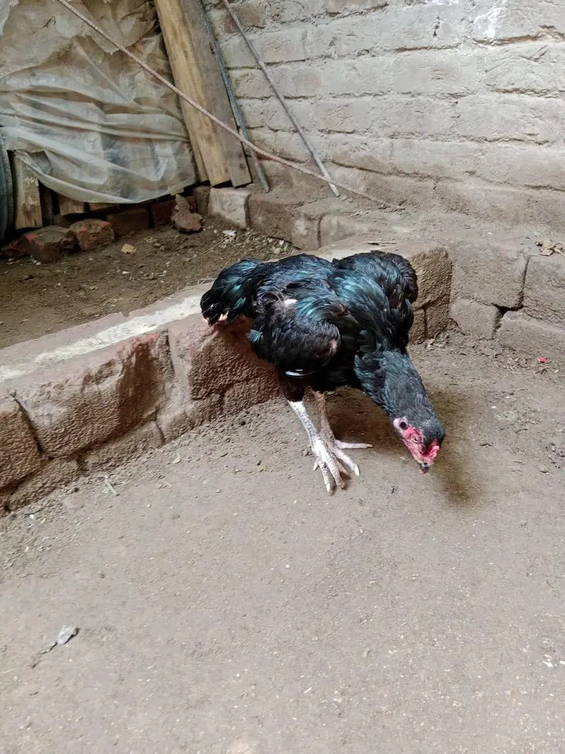Aseel hen for sale 03127137092 Whatsapp number — photo 5