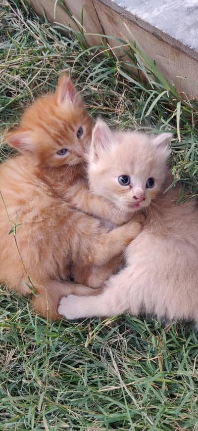 persian kittens