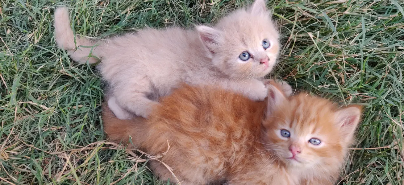 persian kittens — photo 2