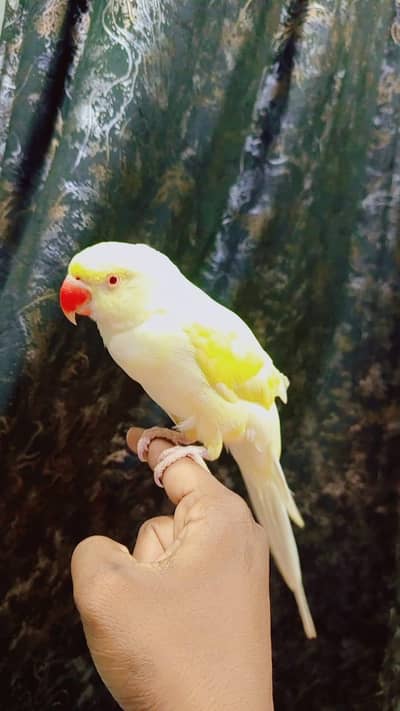 cremino ringneck
