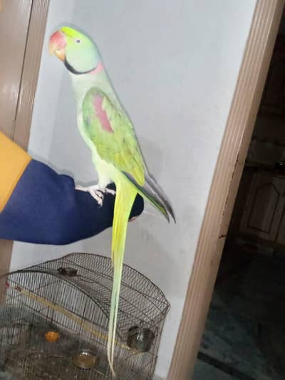 Raw Talking parrot & Hand Tame