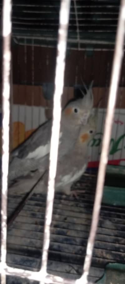 Cocotail breed
