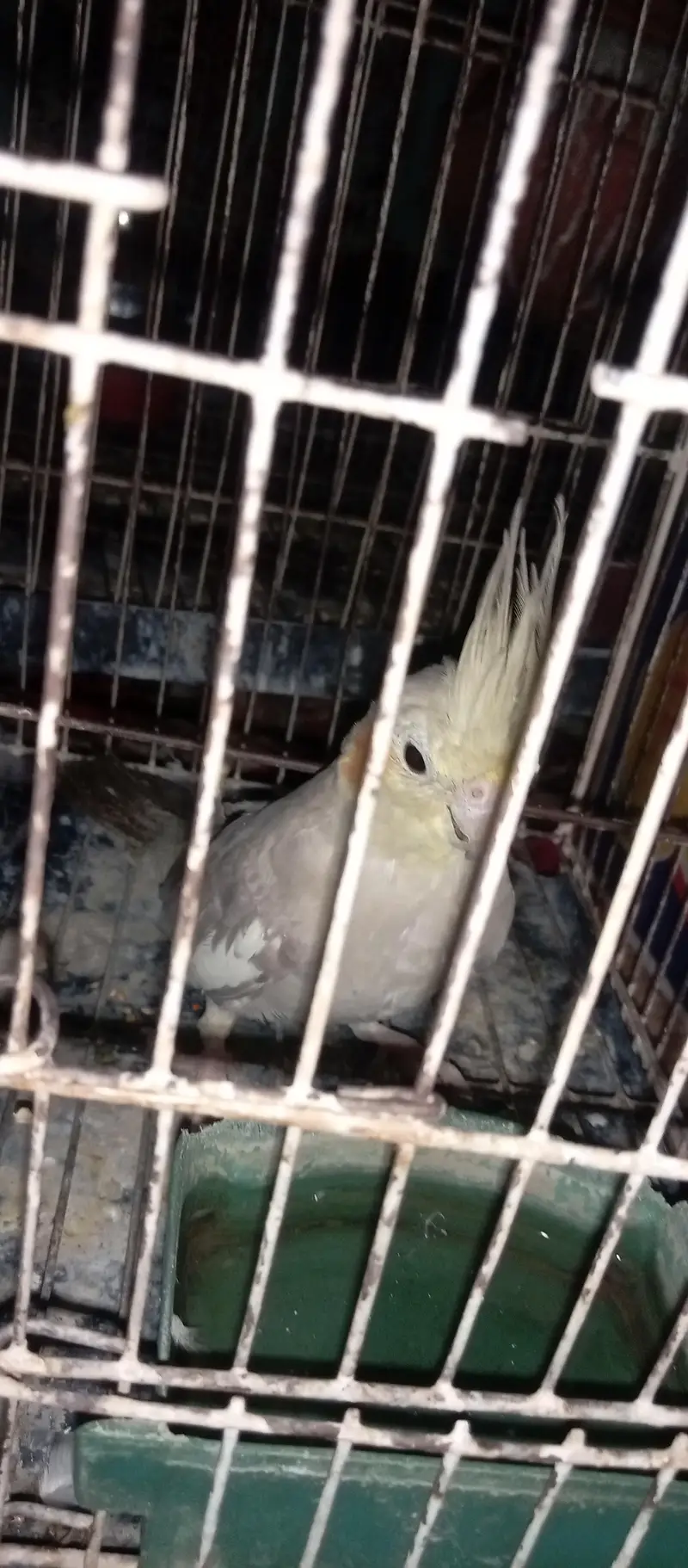 Cocotail breed — photo 2