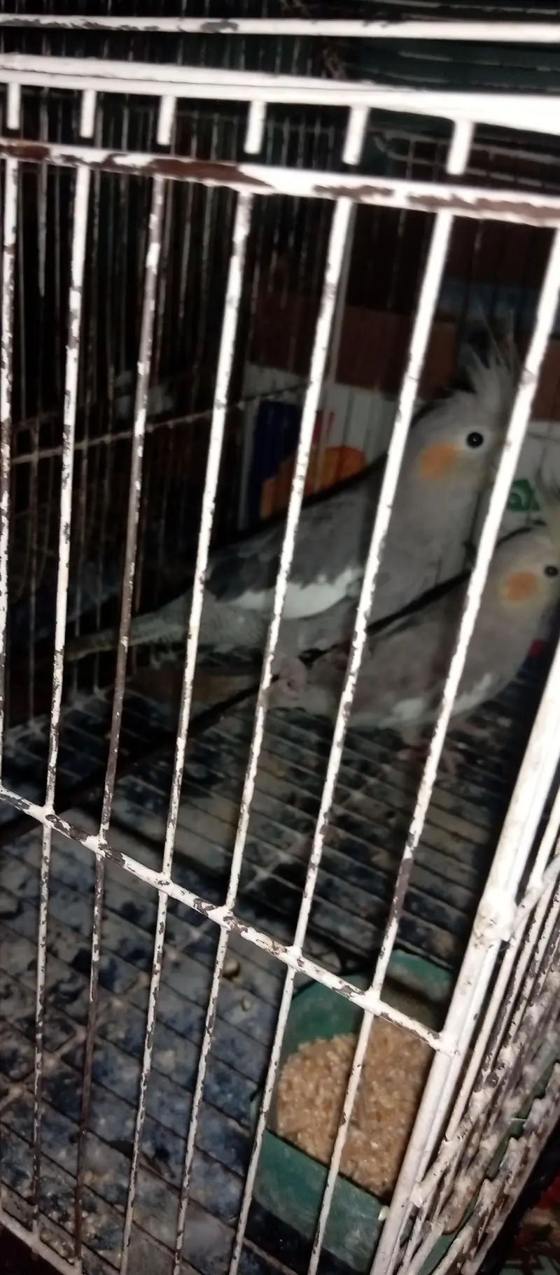 Cocotail breed — photo 3