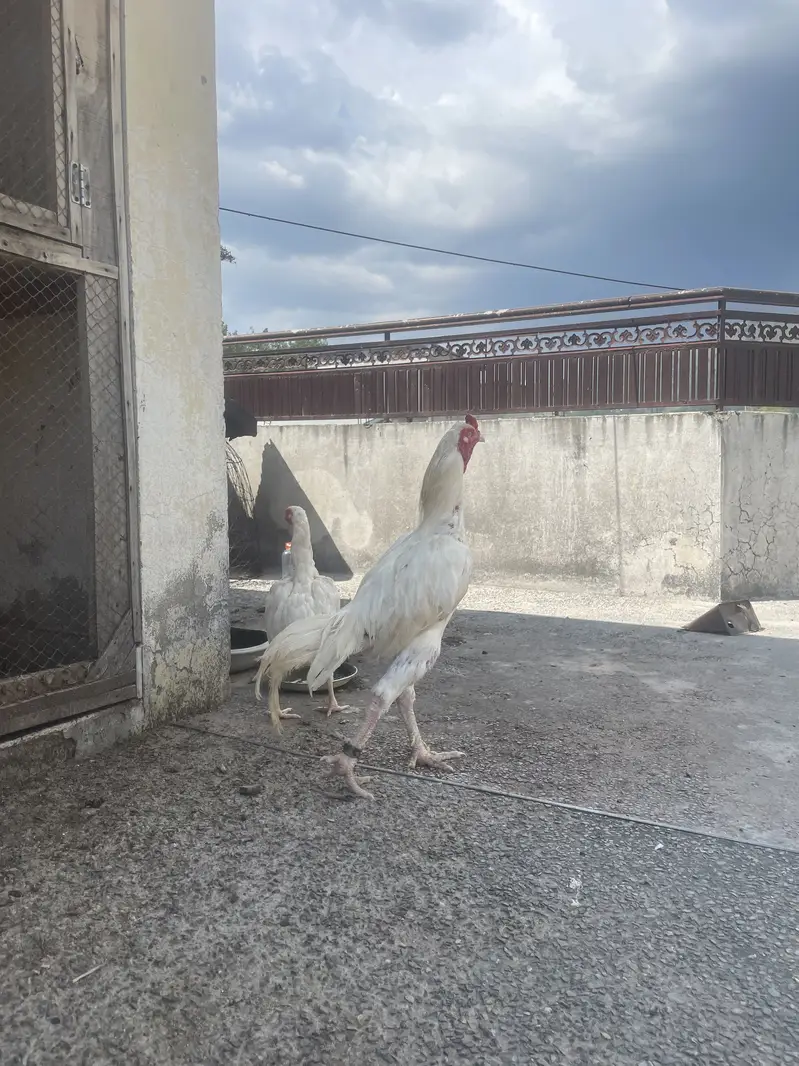 Aseel Heera pair — photo 2