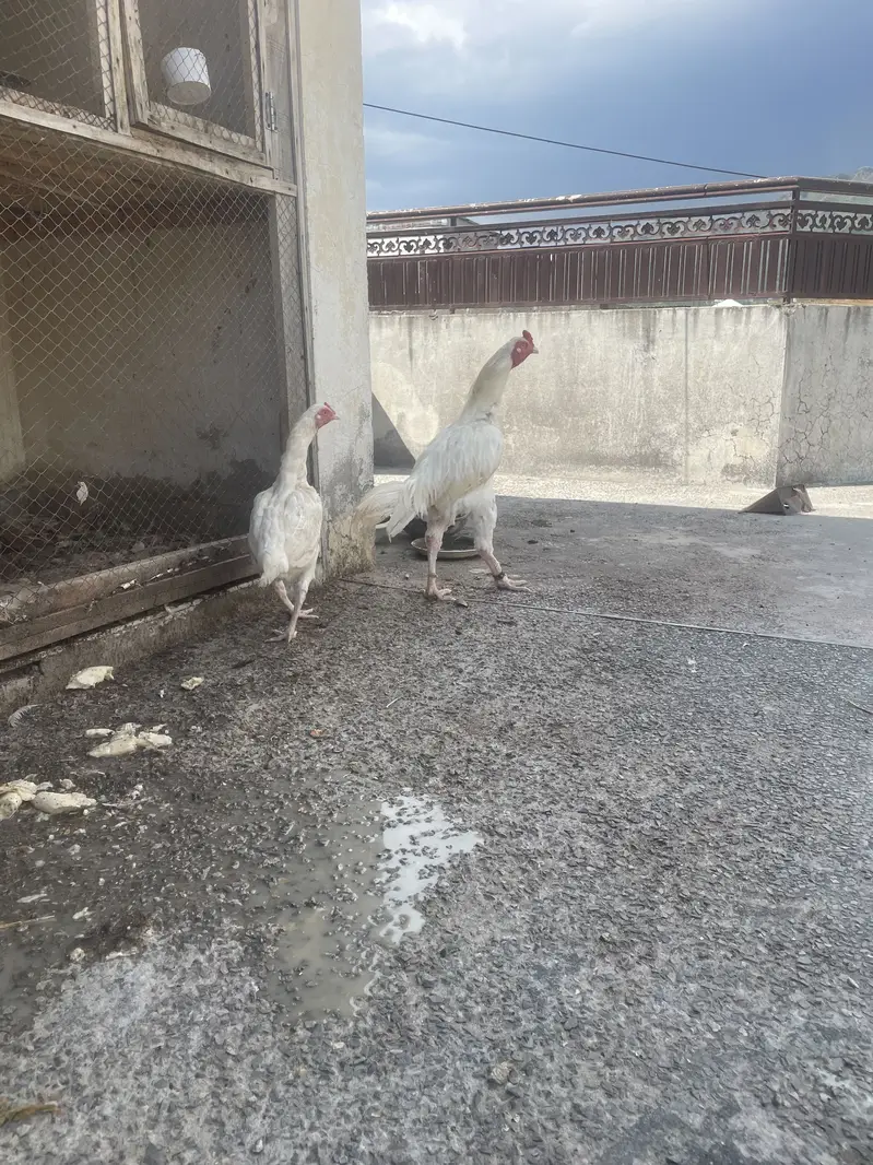 Aseel Heera pair — photo 3