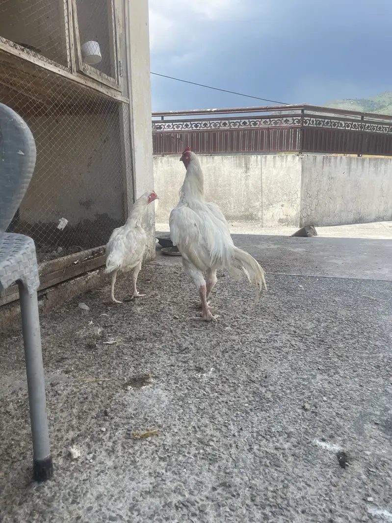 Aseel Heera pair — photo 4