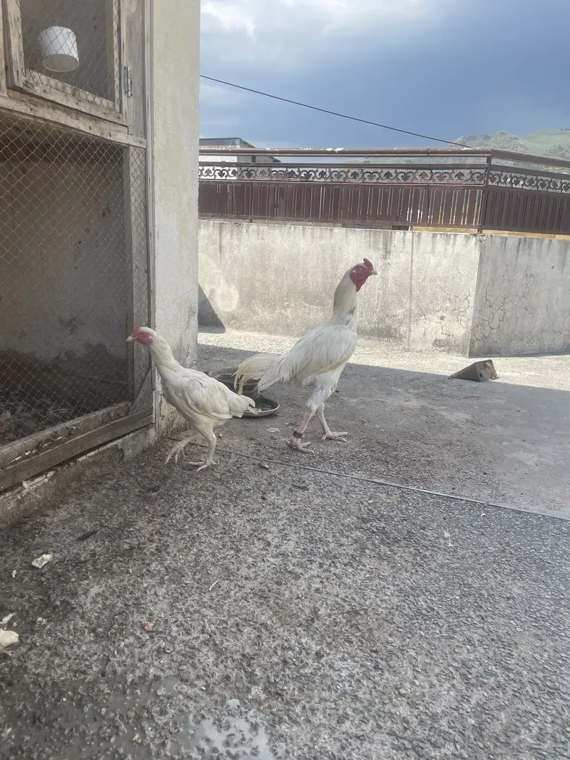 Aseel Heera pair — photo 5