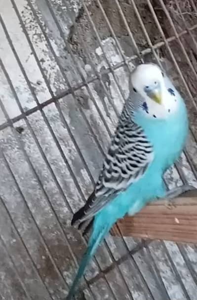 Olx budgies parrot karachi