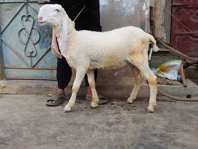 pure larkana kajla jori A 1 quality