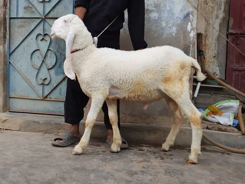 dumba pure larkana kajla jori A 1 quality — photo 3
