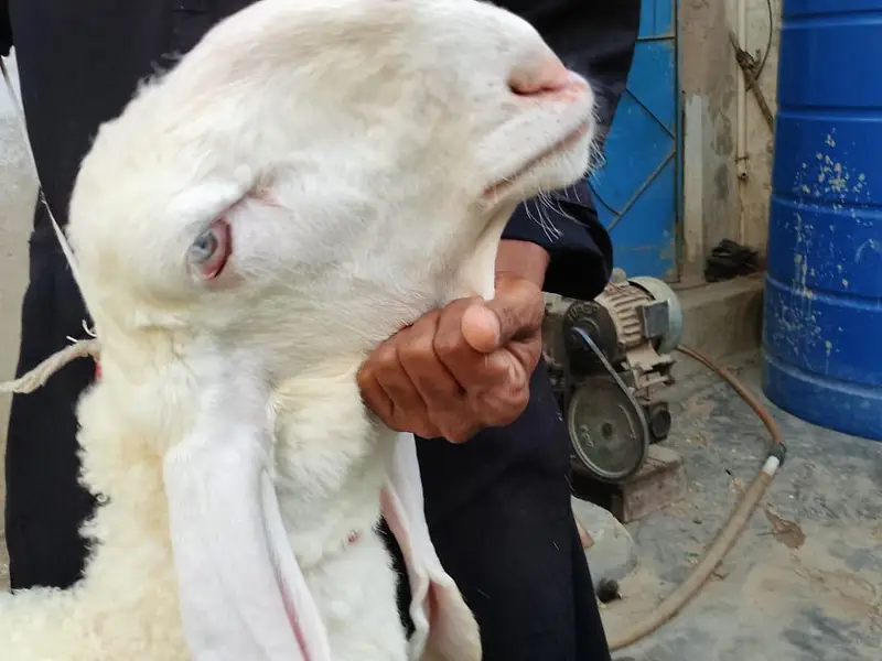 dumba pure larkana kajla jori A 1 quality — photo 4