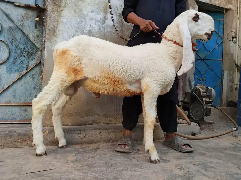 dumba pure larkana kajla jori A 1 quality — photo 5