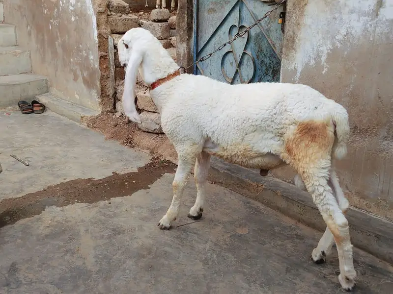 dumba pure larkana kajla jori A 1 quality — photo 6