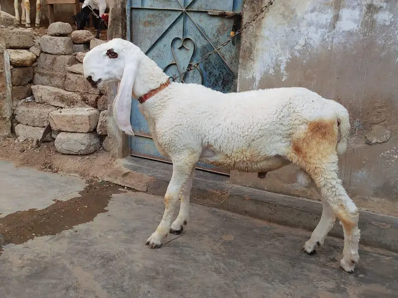 dumba pure larkana kajla jori A 1 quality — photo 7