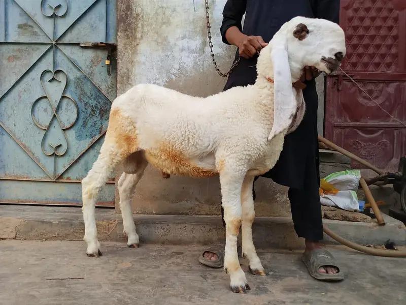 dumba pure larkana kajla jori A 1 quality — photo 8