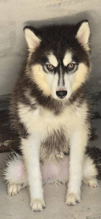 Husky Puppy