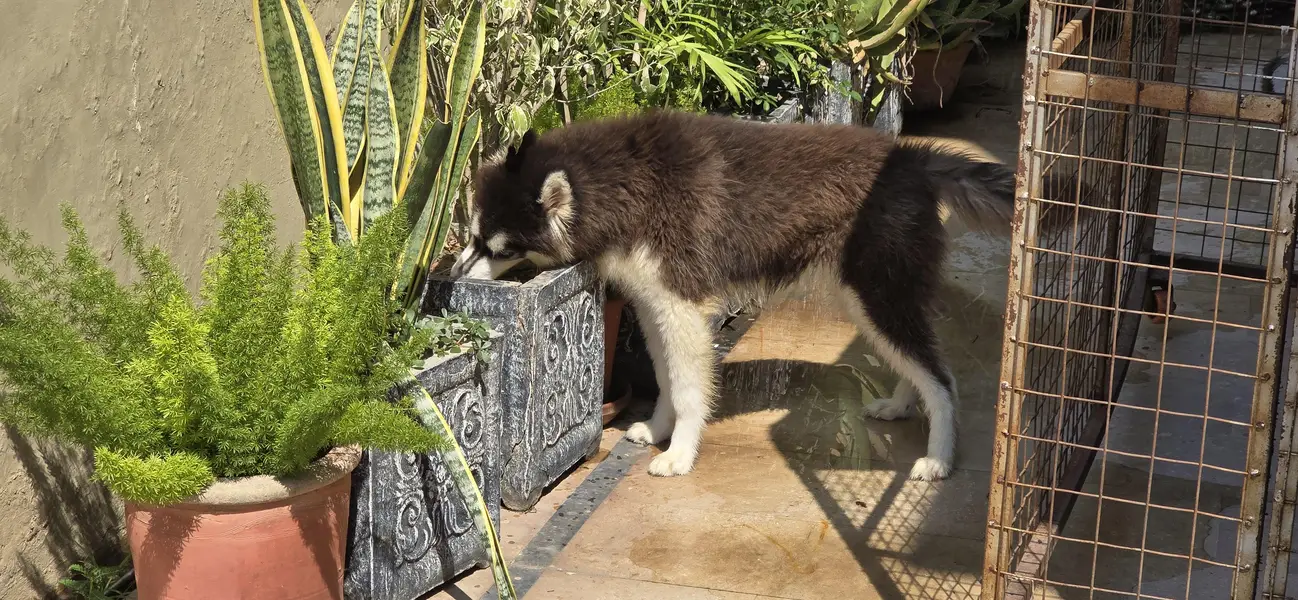 Siberian Husky| Female Husky | Wolly coat | Dog Puppies sale — photo 2