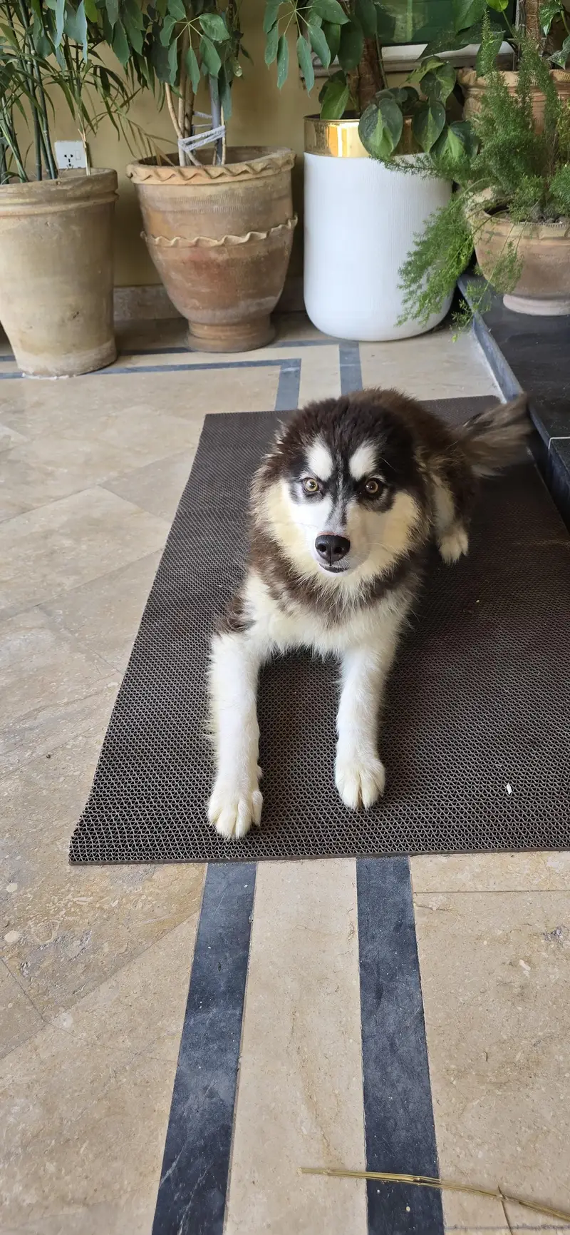 Siberian Husky| Female Husky | Wolly coat | Dog Puppies sale — photo 3