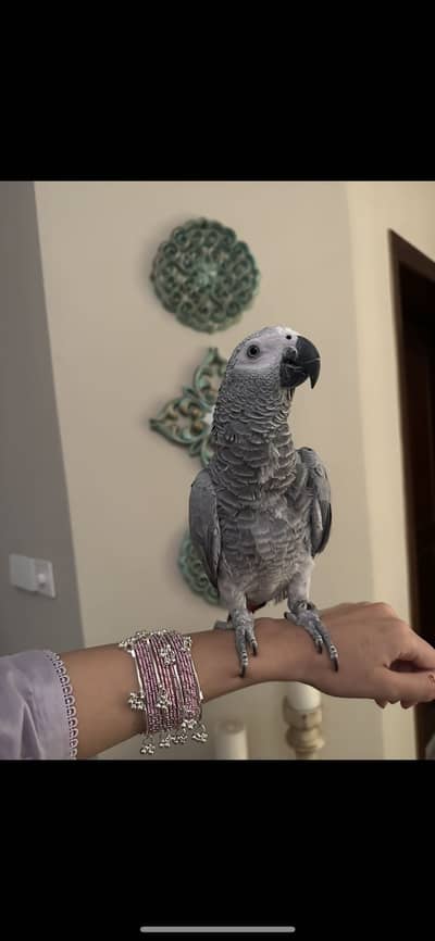 African grey tamed female