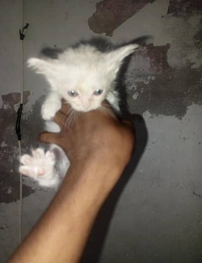 1 month ke ha dono