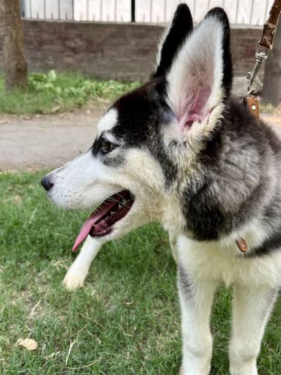 Pure Siberian Husky Male – 4 Months