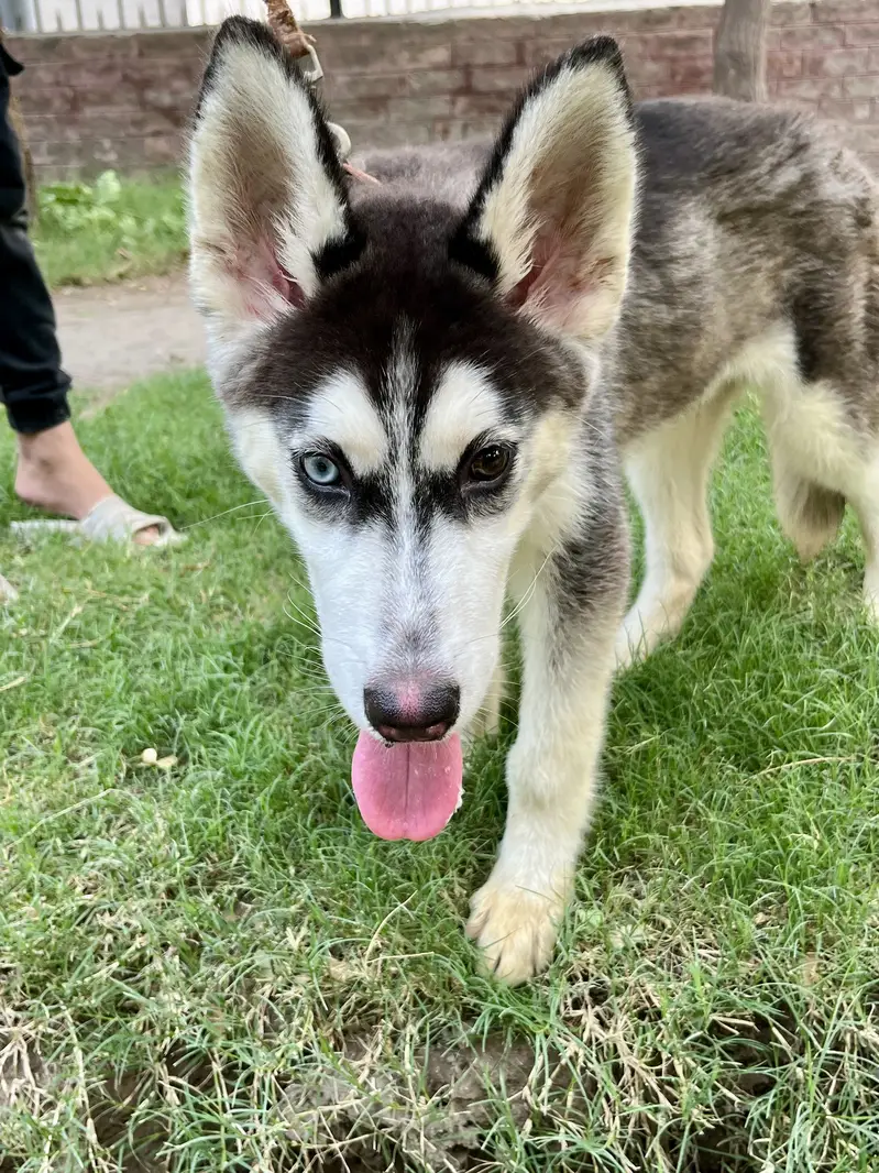 Pure Siberian Husky Male – 4 Months — photo 2