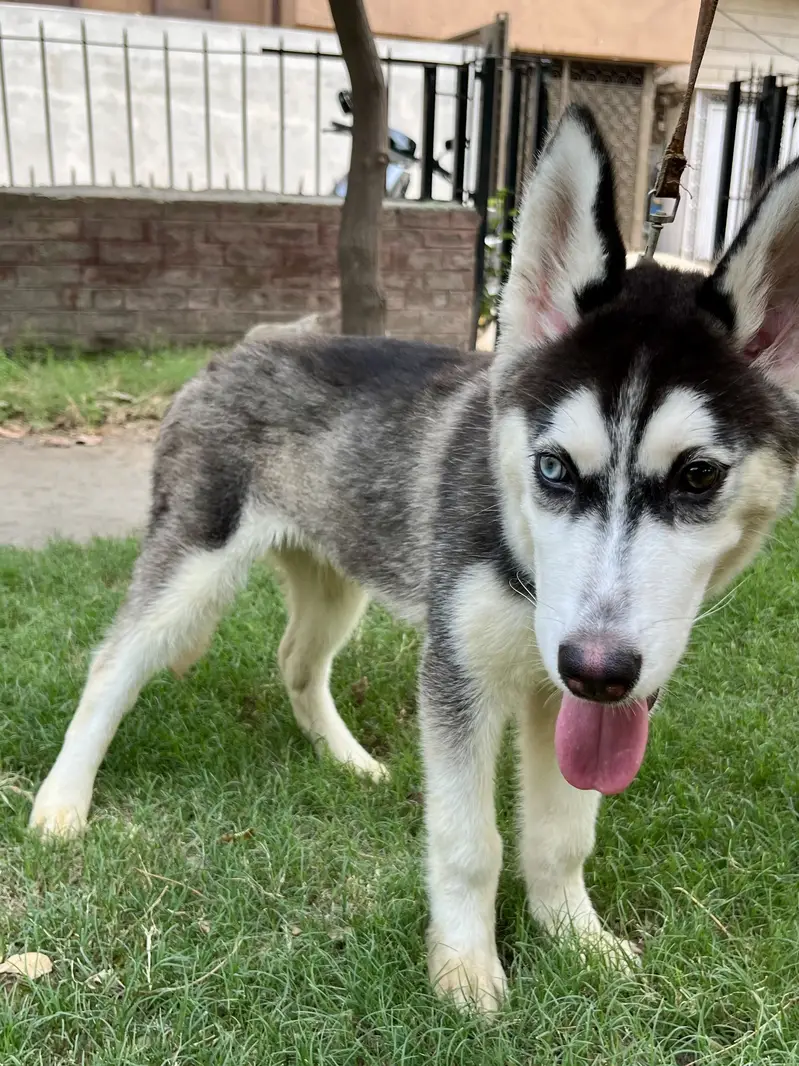 Pure Siberian Husky Male – 4 Months — photo 3