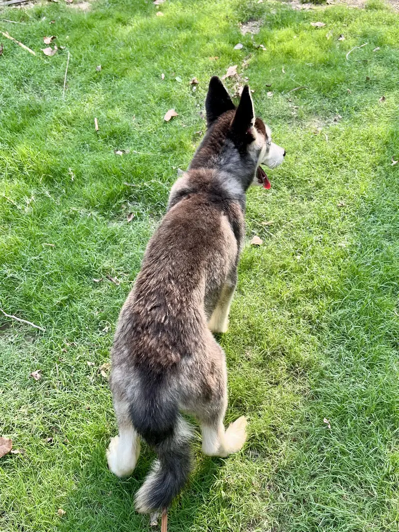 Pure Siberian Husky Male – 4 Months — photo 4