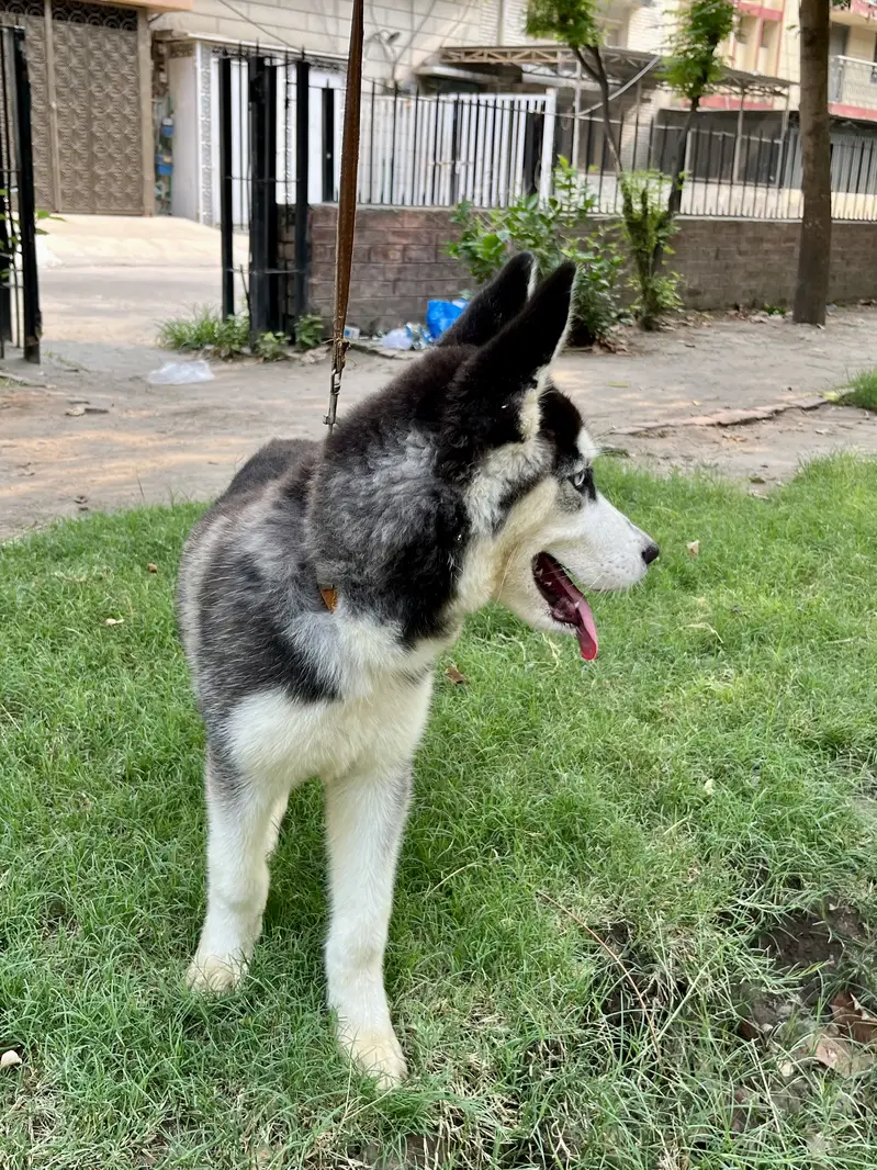 Pure Siberian Husky Male – 4 Months — photo 5